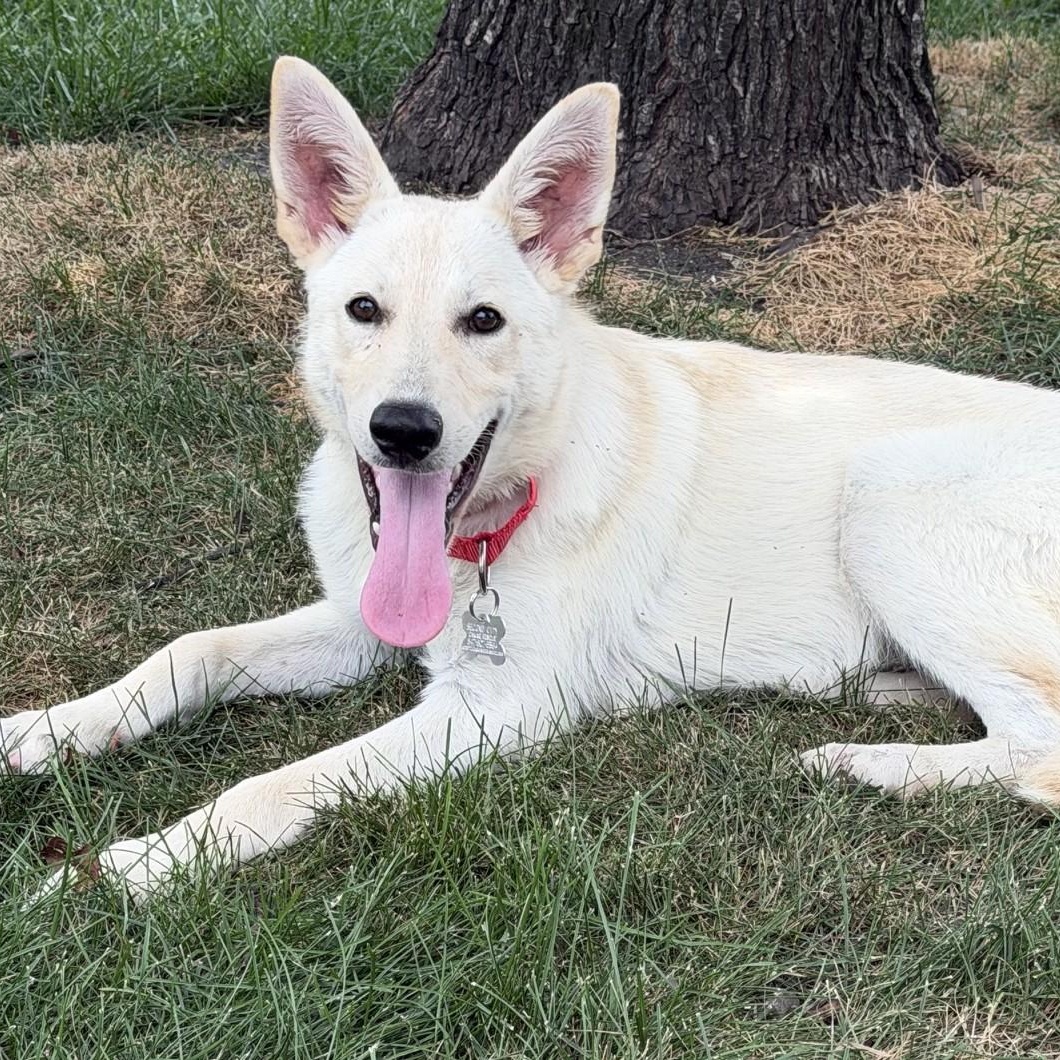 Thor, adoptable, Puppy Male Shepherd & Mixed Breed.
