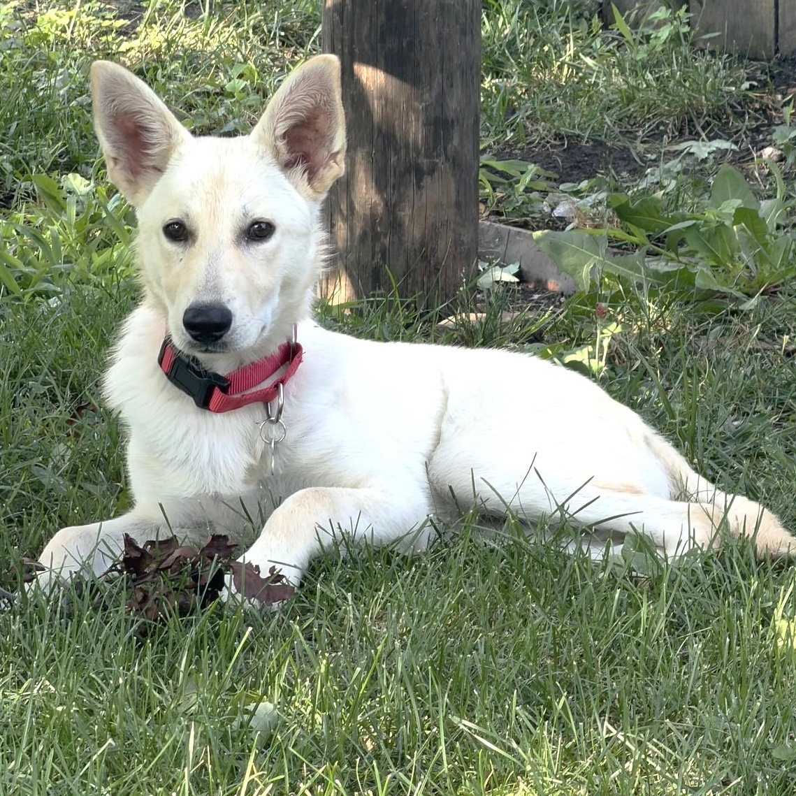 Thor, an adoptable mixed breed in Palatine, IL image 3/6