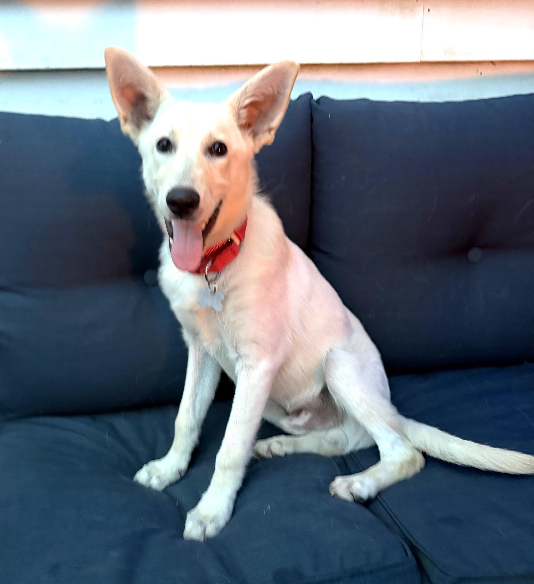 Thor, an adoptable mixed breed in Palatine, IL image 2/6