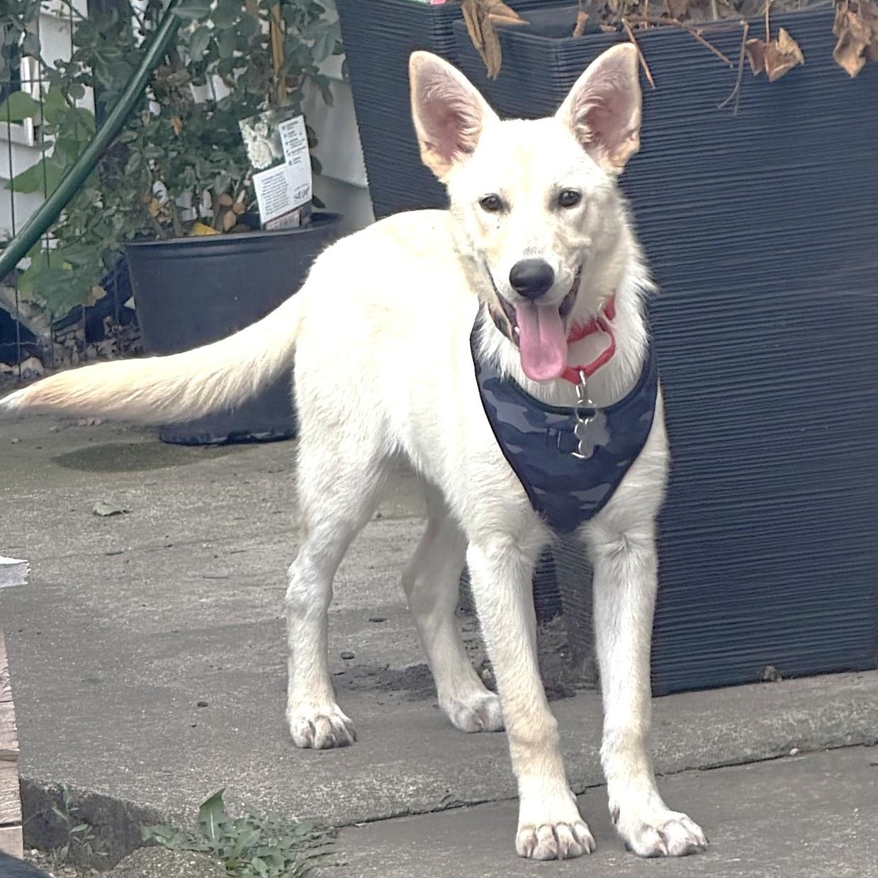 Thor, an adoptable mixed breed in Palatine, IL image 5/6