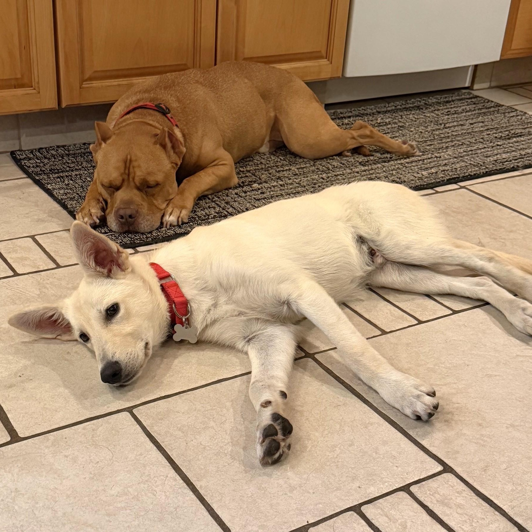 Thor, an adoptable mixed breed in Palatine, IL image 4/6