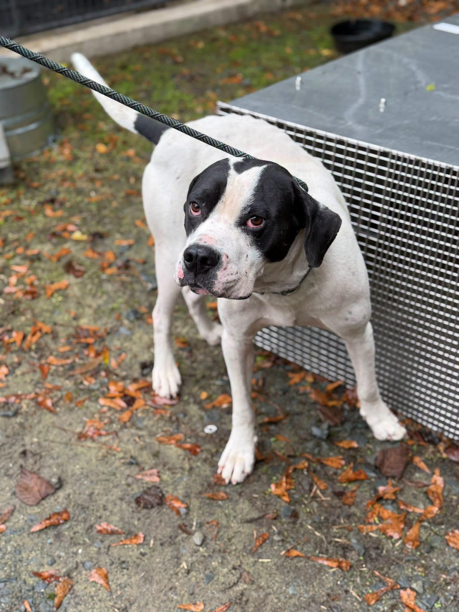 Pioneer, Adoptable, Adult Male Mixed Breed.