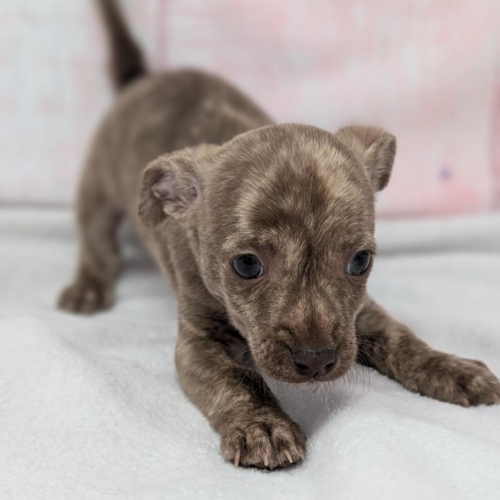 Crackle, Adoptable, Puppy Male Chihuahua.