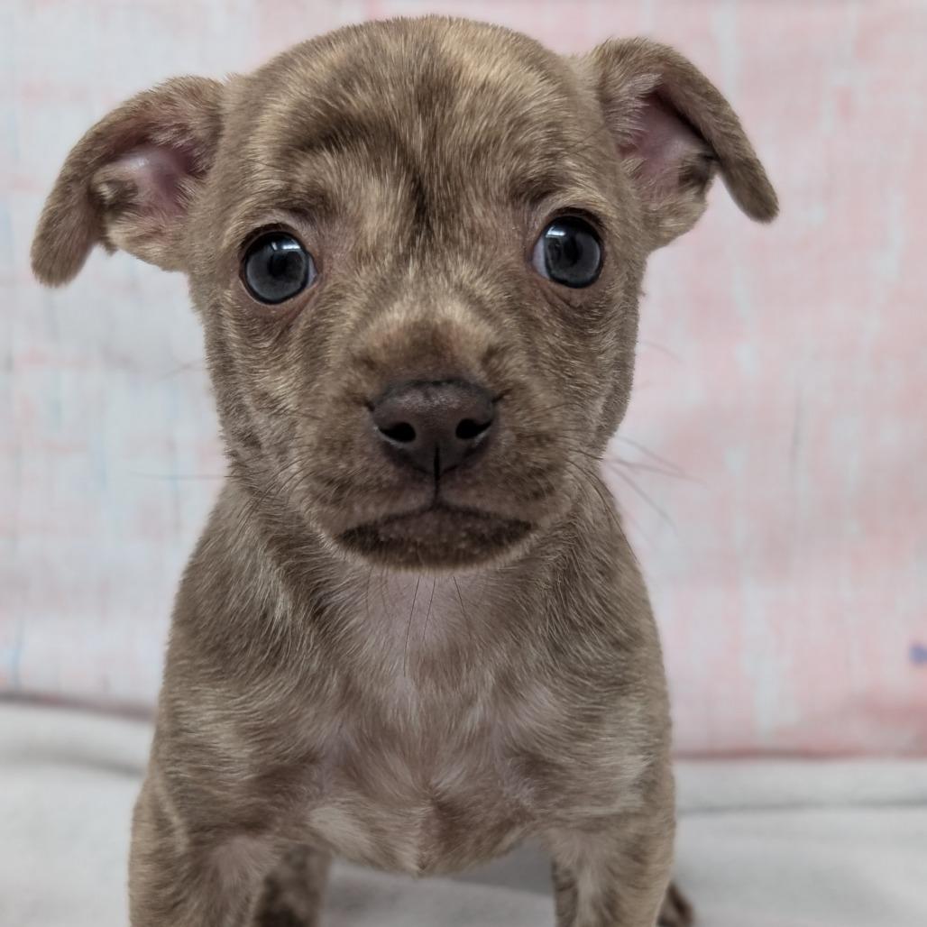 Crackle, a Adoptable Chihuahua in Durham, NC image 2/4