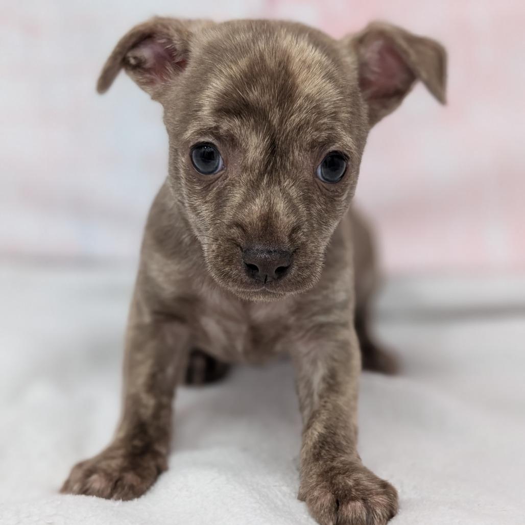 Crackle, a Adoptable Chihuahua in Durham, NC image 3/4