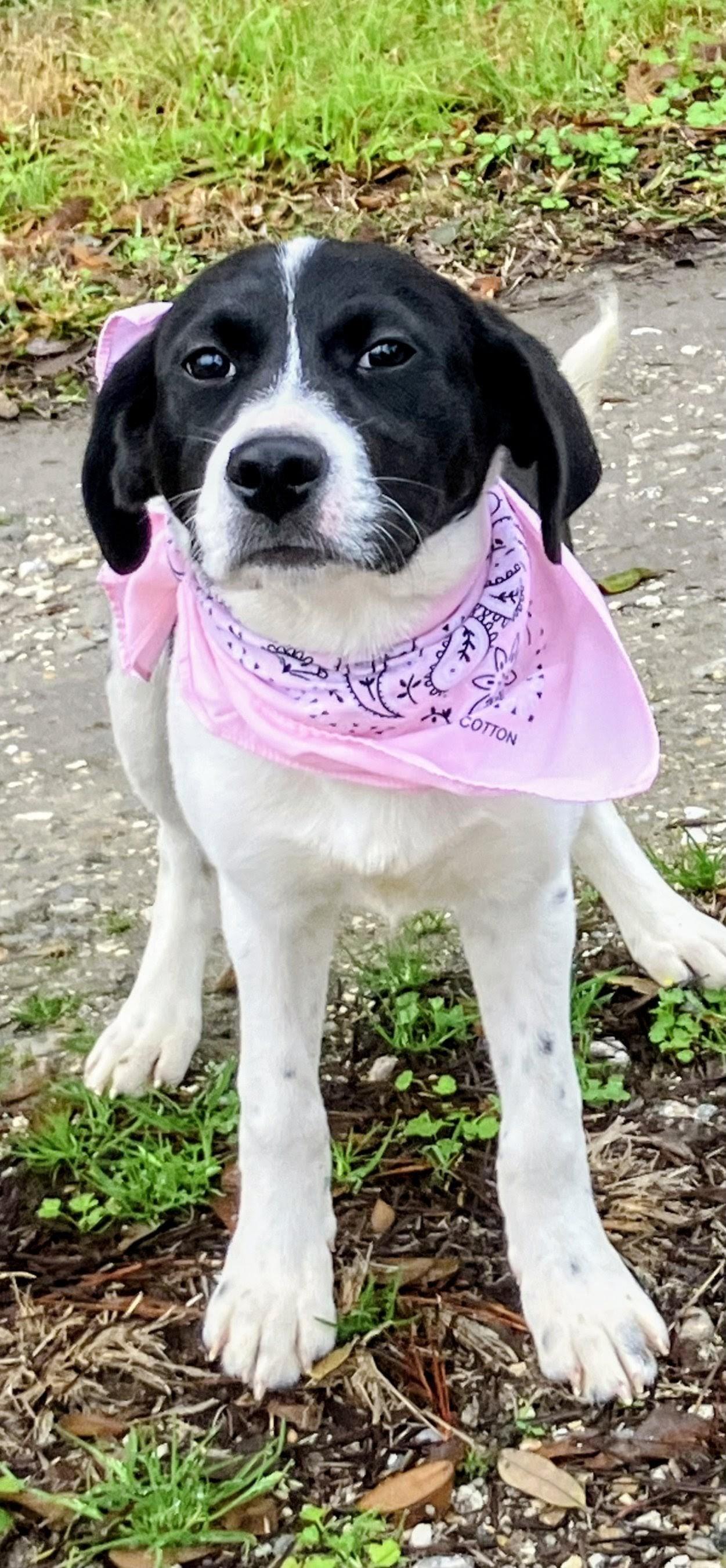 Enlarge Lola - In Mass., an adoptable mixed breed in Willington, CT image 3/6