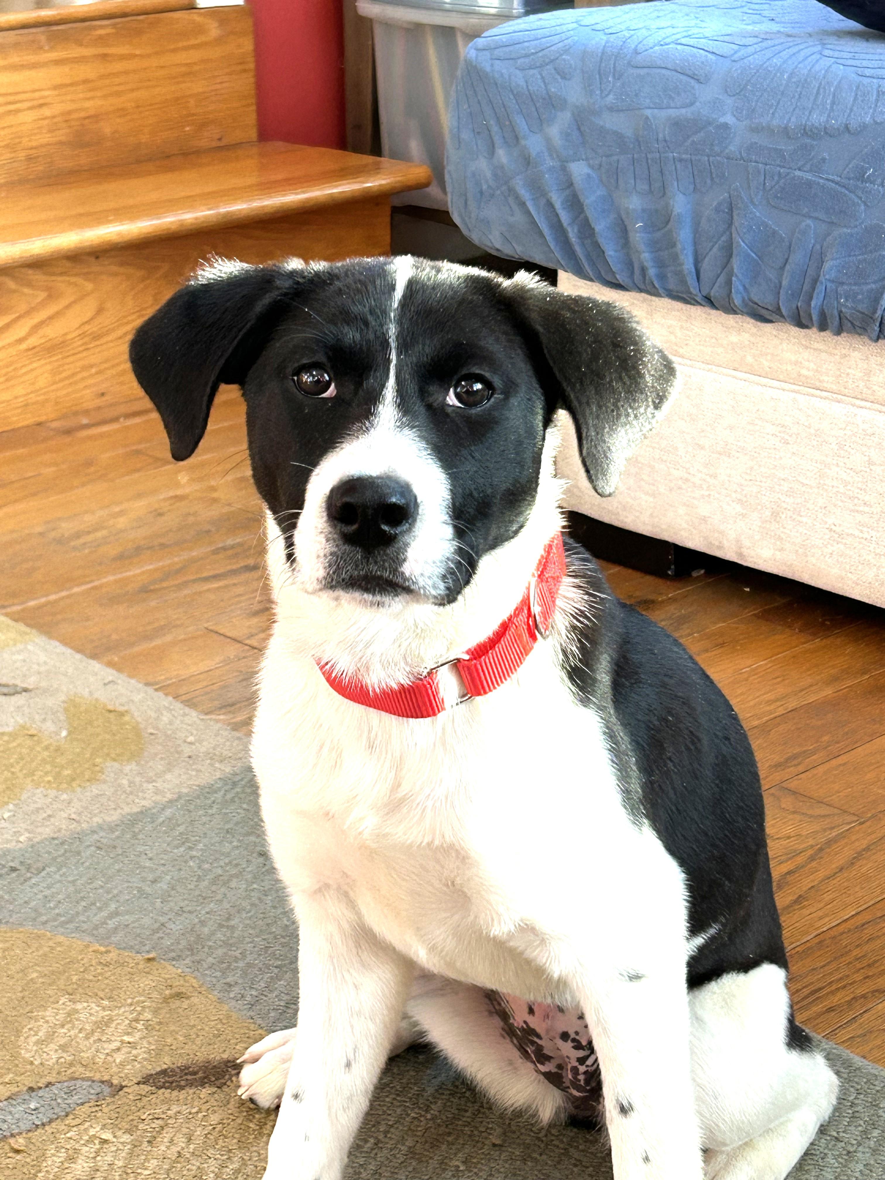 Enlarge Lola - In Mass., an adopted mixed breed in Willington, CT image 2/6