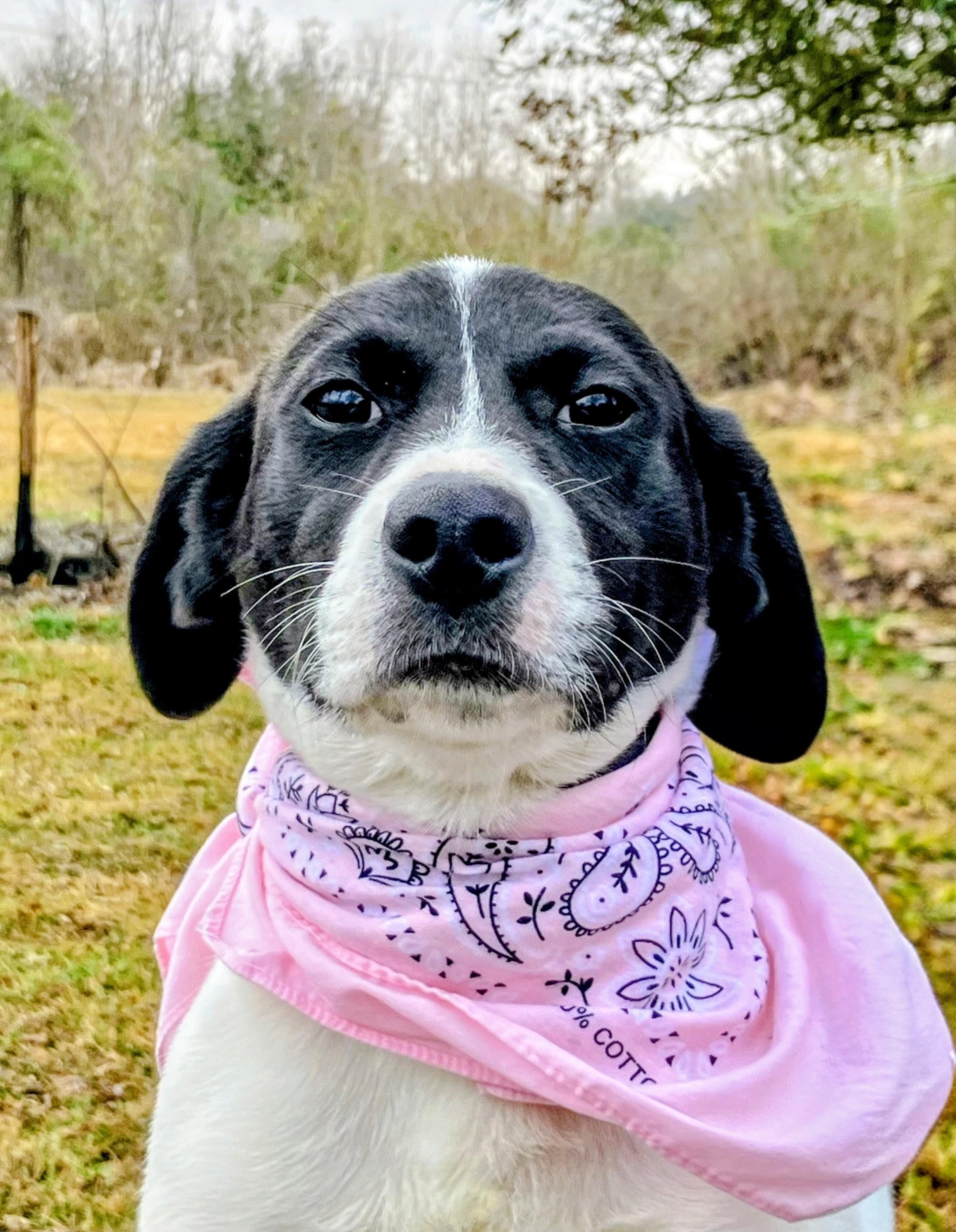 Enlarge Lola - In Mass., an adoptable mixed breed in Willington, CT image 5/6