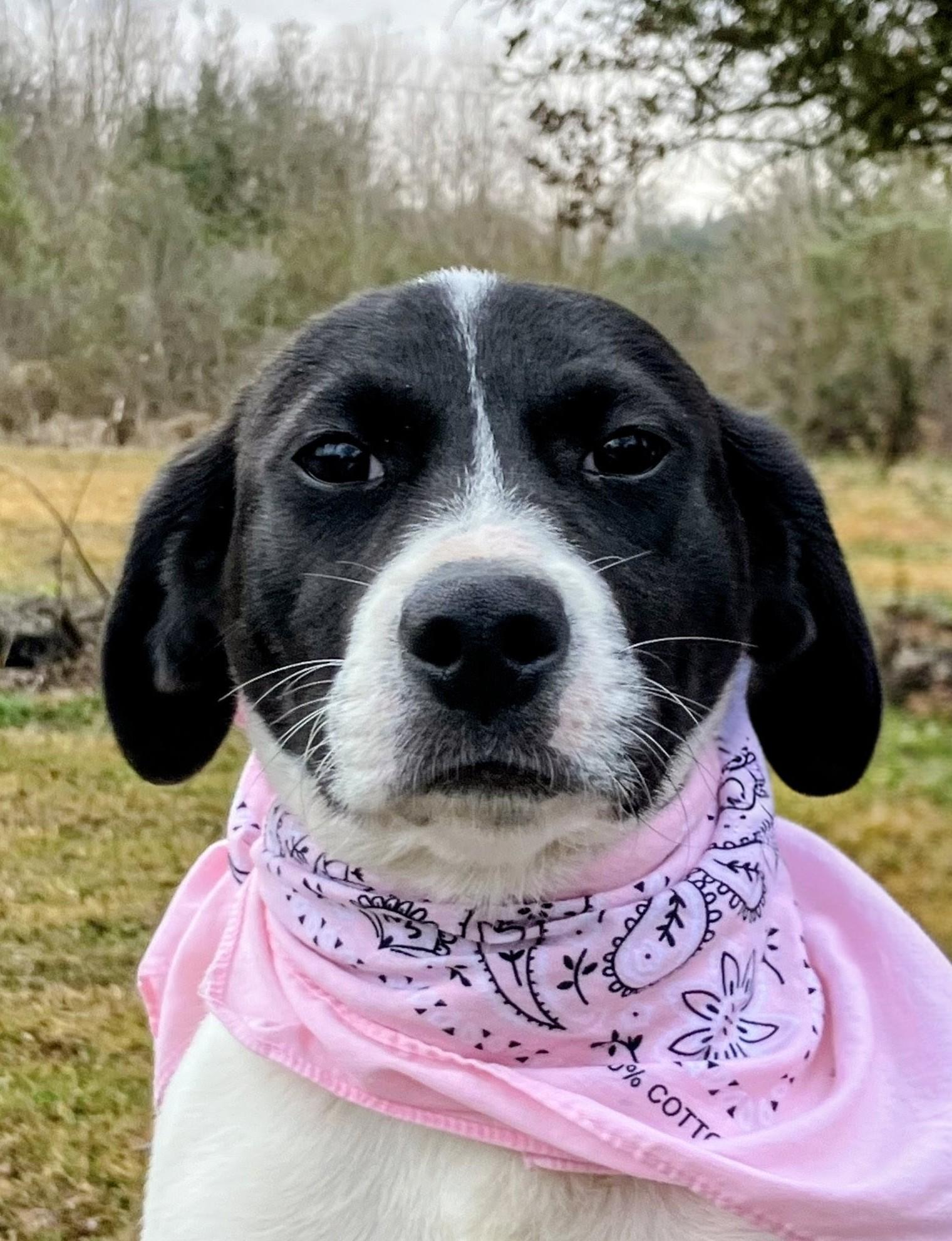 Lola - In Mass., adoptable, Puppy Female Labrador Retriever.