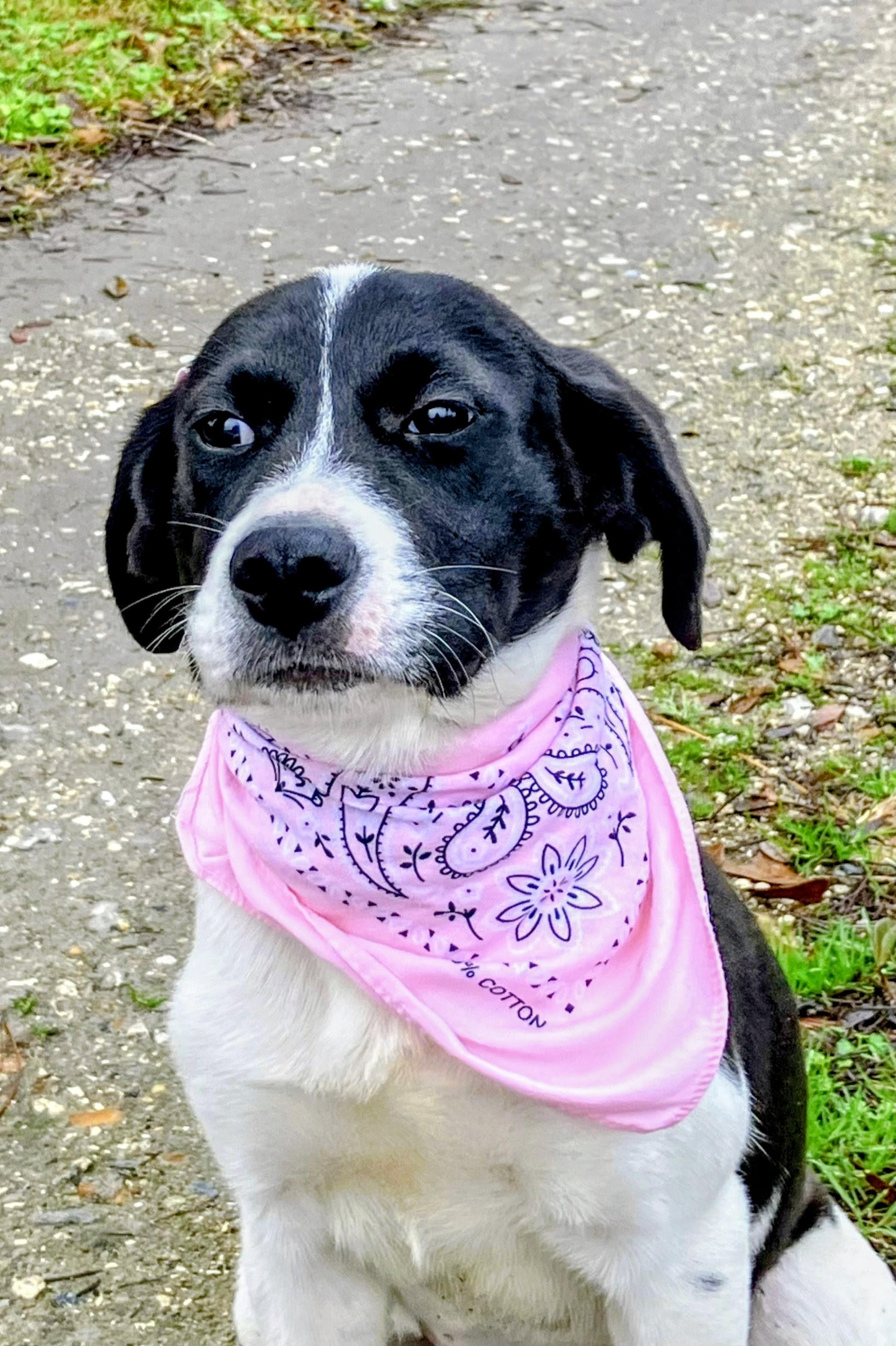 Enlarge Lola - In Mass., an adoptable mixed breed in Willington, CT image 4/6