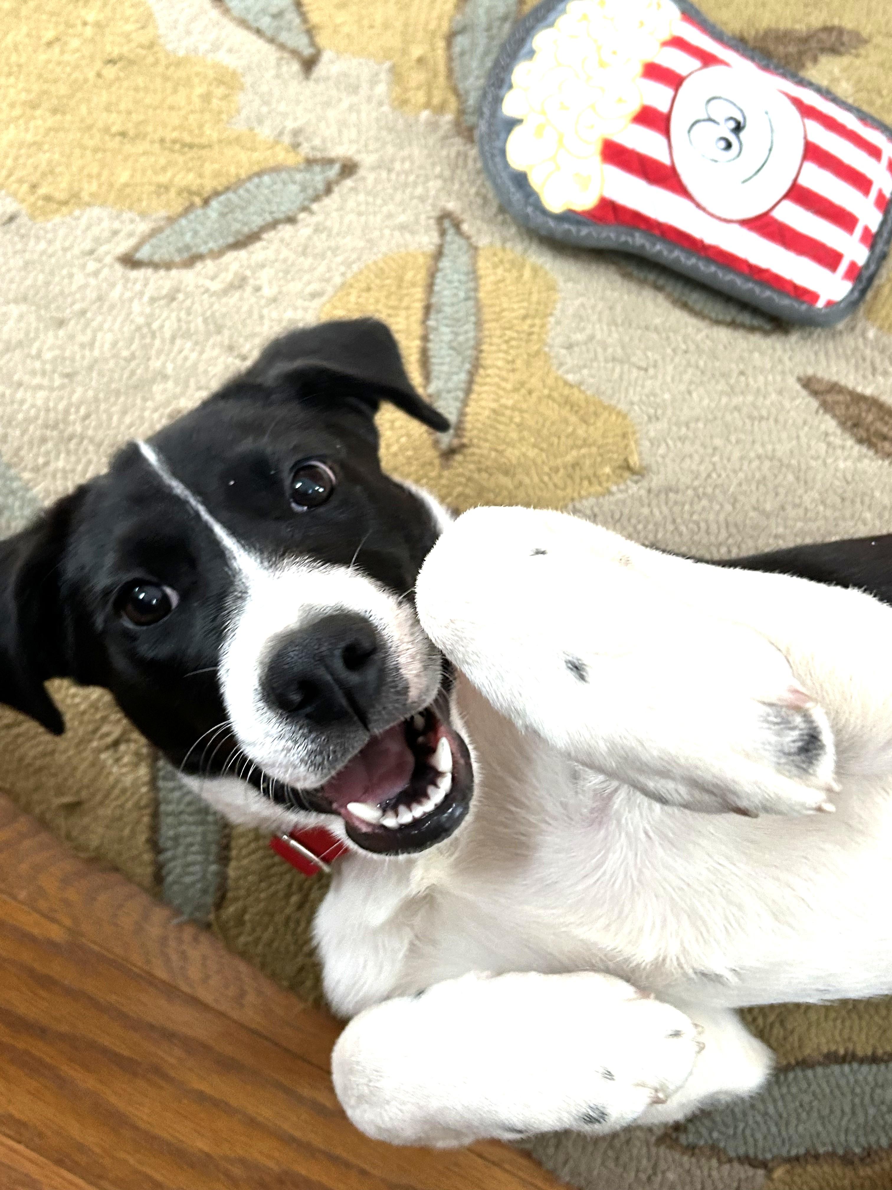 Enlarge Lola - In Mass., an adopted mixed breed in Willington, CT image 3/6