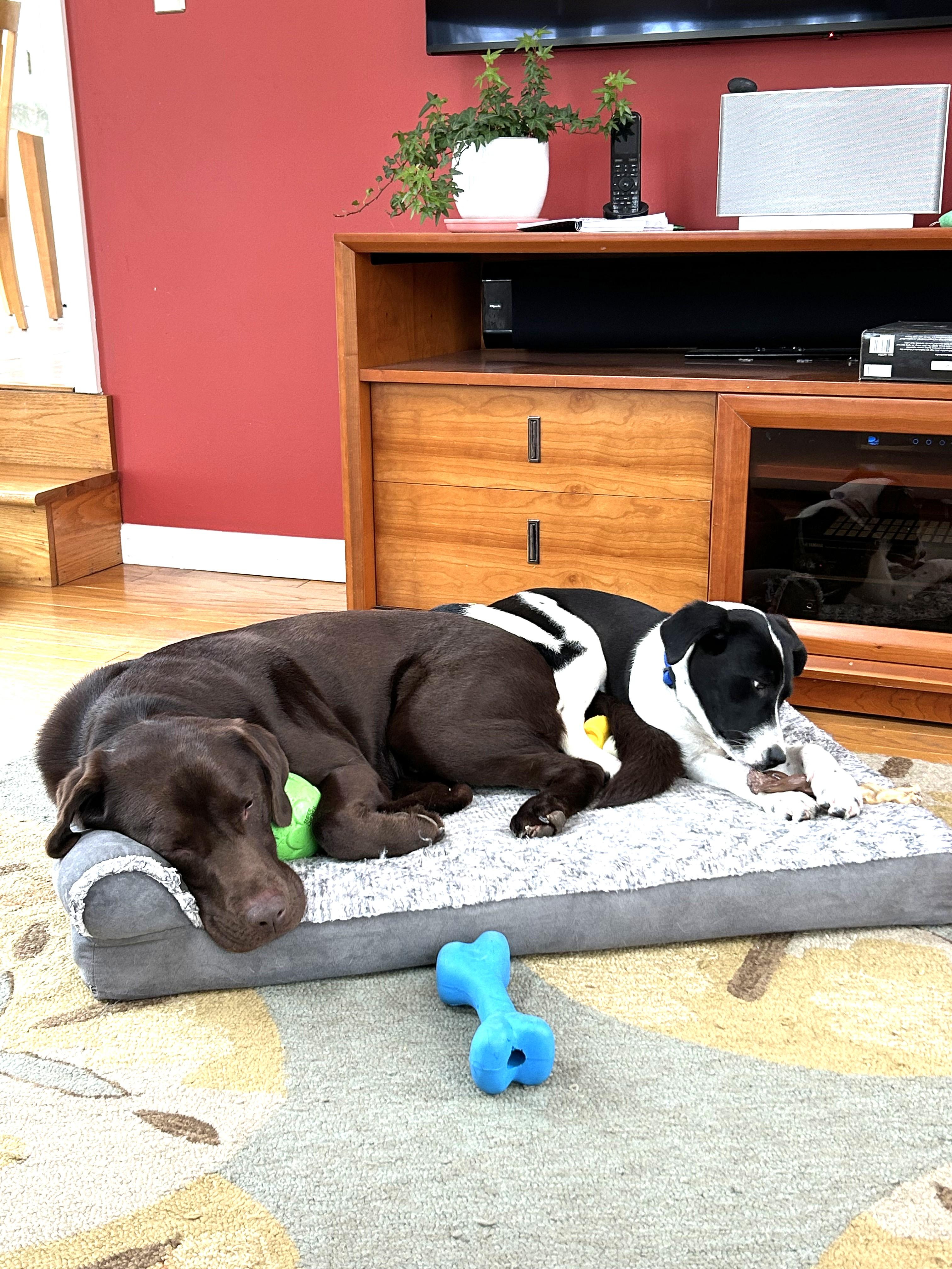 Enlarge Lola - In Mass., an adopted mixed breed in Willington, CT image 6/6