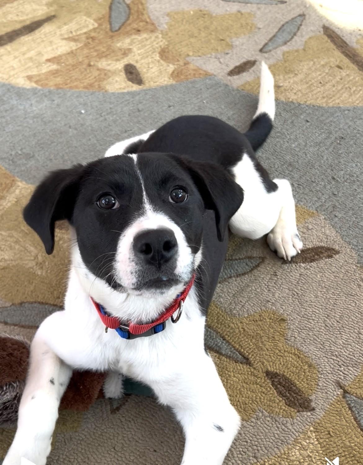 Enlarge Lola - In Mass., an adopted mixed breed in Willington, CT image 1/6