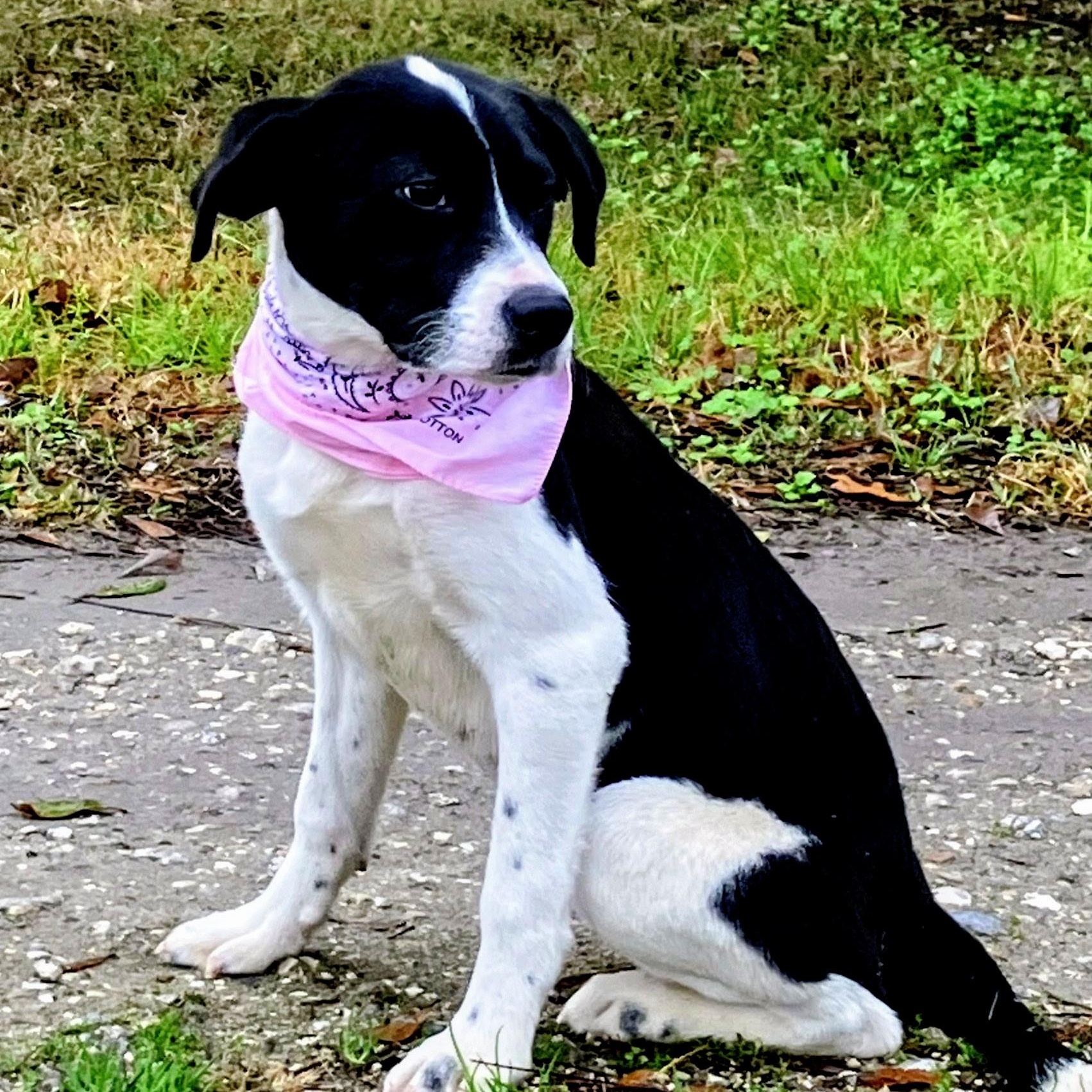 Enlarge Lola - In Mass., an adoptable mixed breed in Willington, CT image 6/6