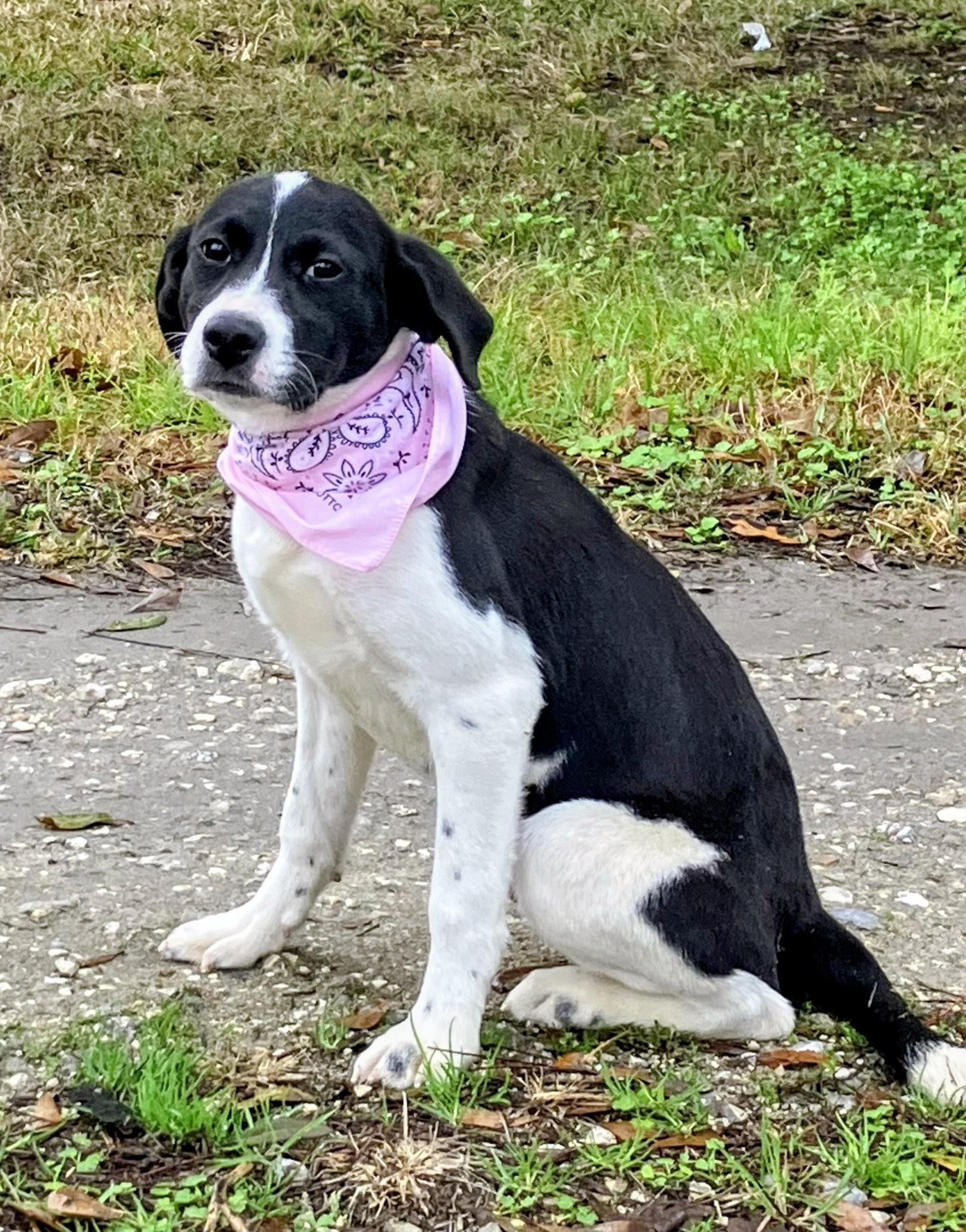 Enlarge Lola - In Mass., an adoptable mixed breed in Willington, CT image 2/6