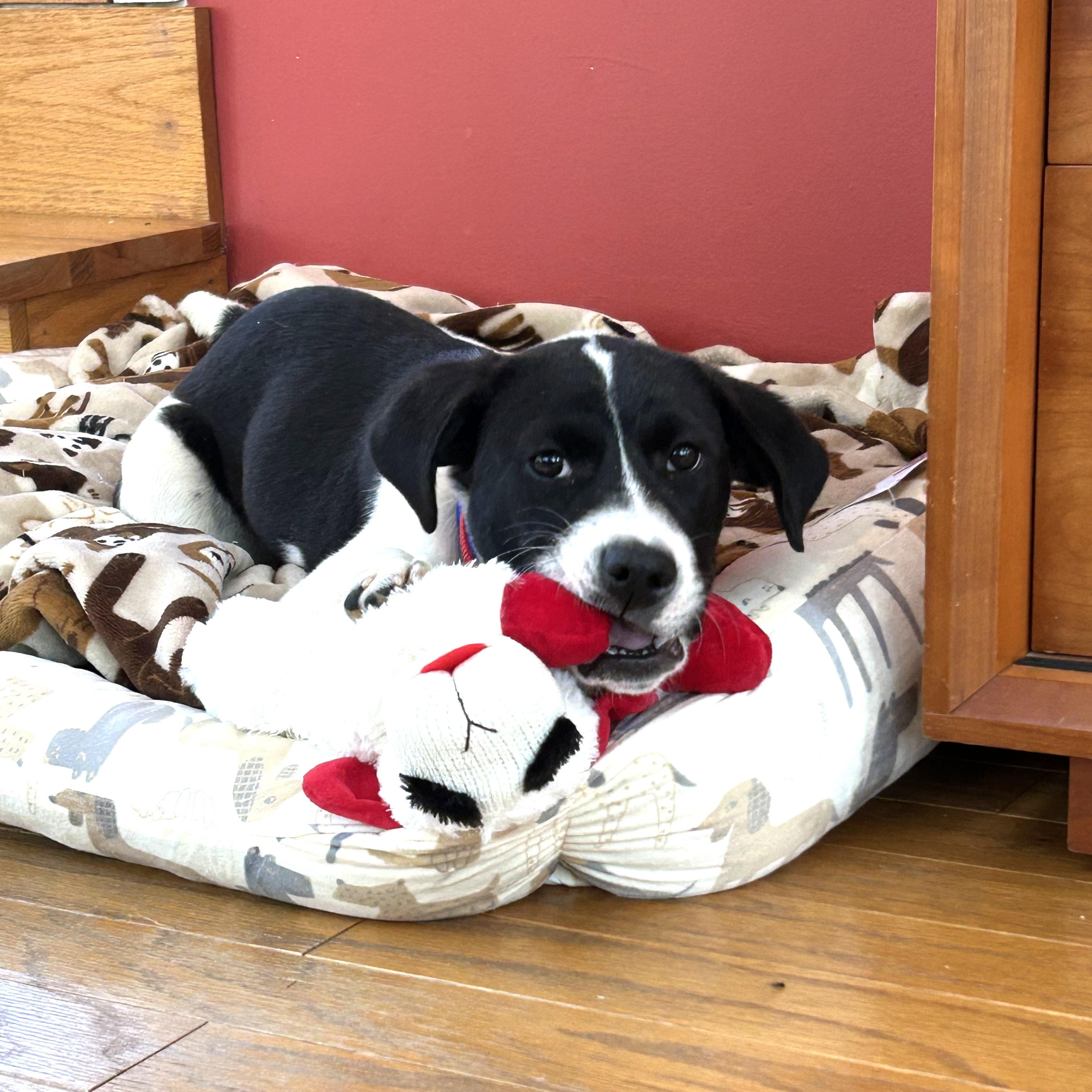 Enlarge Lola - In Mass., an adopted mixed breed in Willington, CT image 4/6