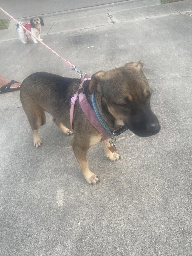 Steve, Adoptable, Young Male German Shepherd Dog.