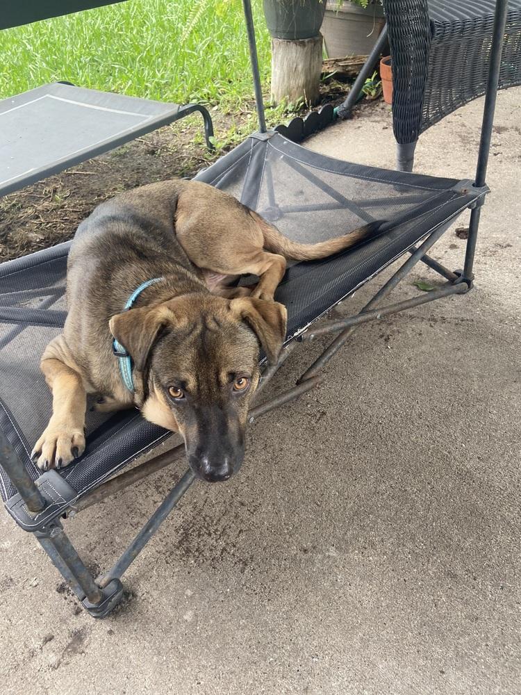 Enlarge Steve, a Adoptable mixed breed in Pasadena, CA image 2/6