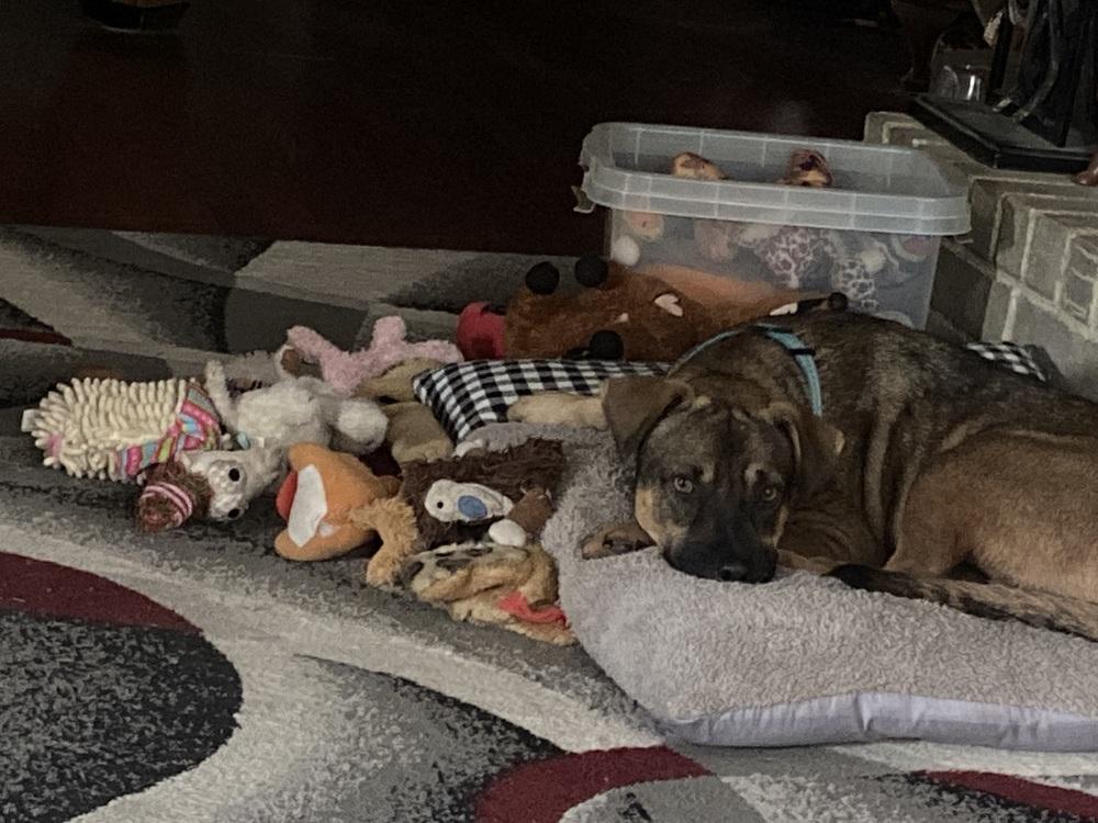 Enlarge Steve, a Adoptable mixed breed in Pasadena, CA image 3/6