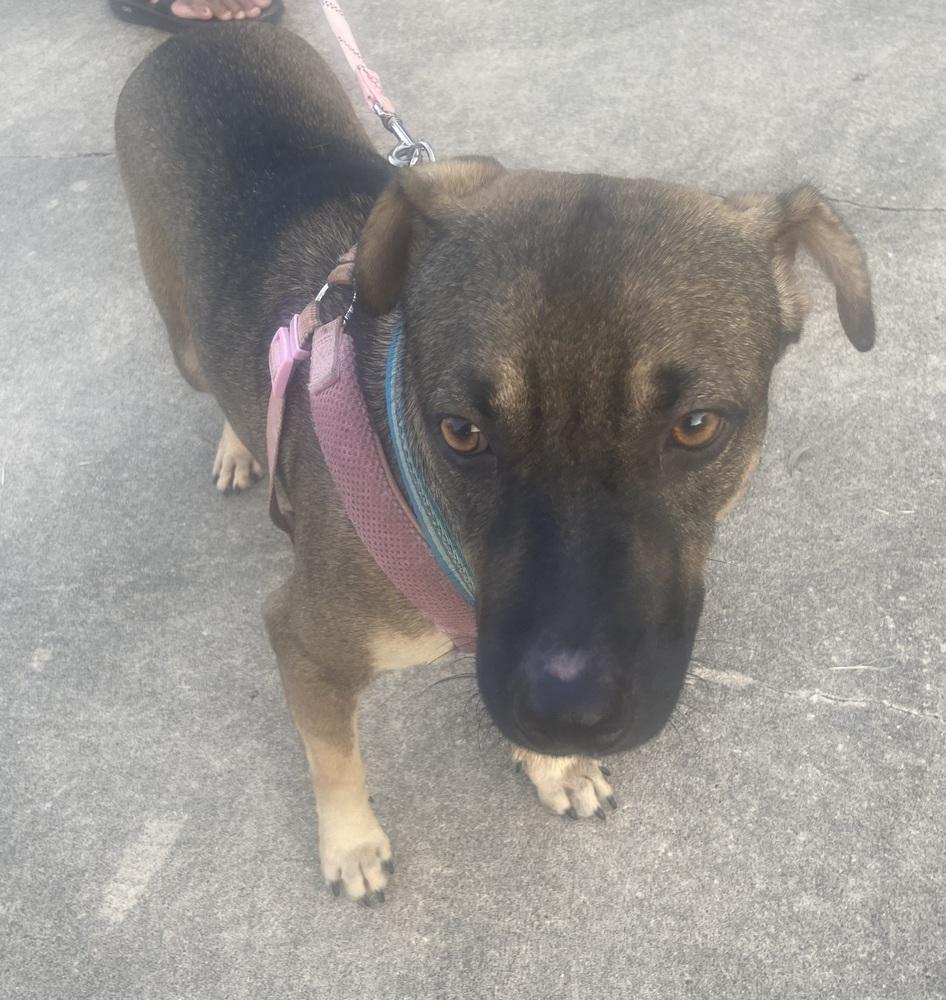 Enlarge Steve, a Adoptable mixed breed in Pasadena, CA image 6/6