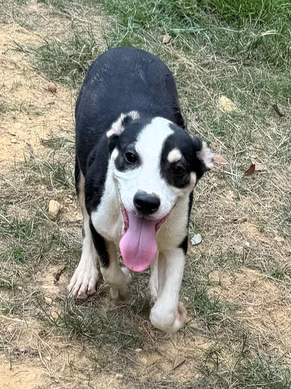 260857  Bark Twain, Adoptable, Young Male Terrier.
