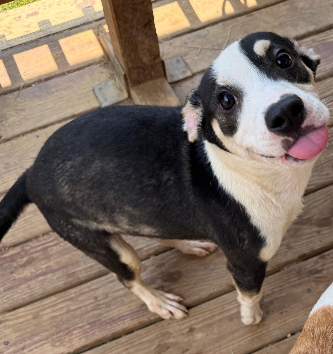 Enlarge 260857  Bark Twain, a Adoptable Terrier in Wetumpka, AL image 2/2