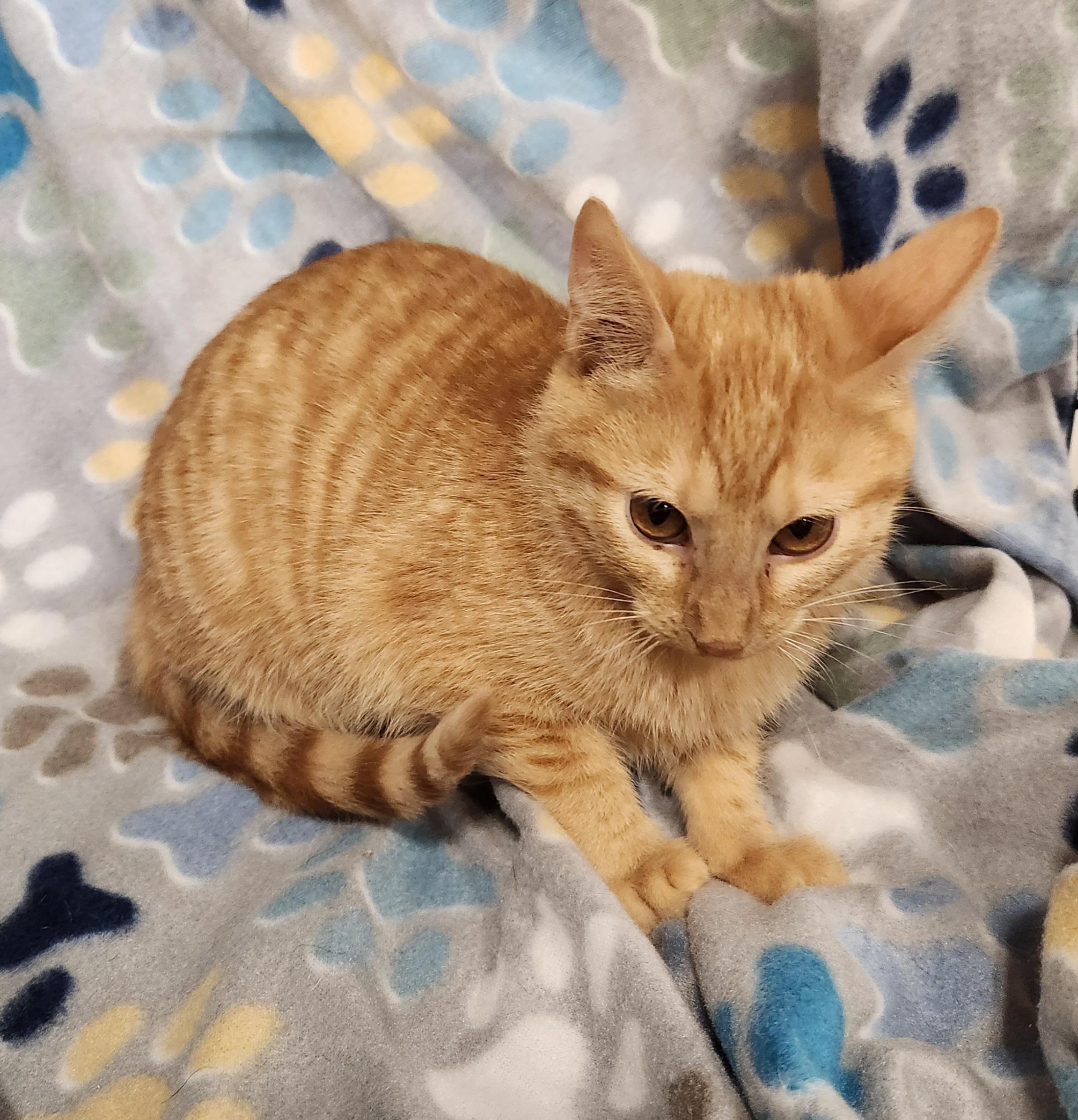 Enlarge Frank-N , a ADOPTABLE Domestic Short Hair in Baton Rouge, LA image 3/5