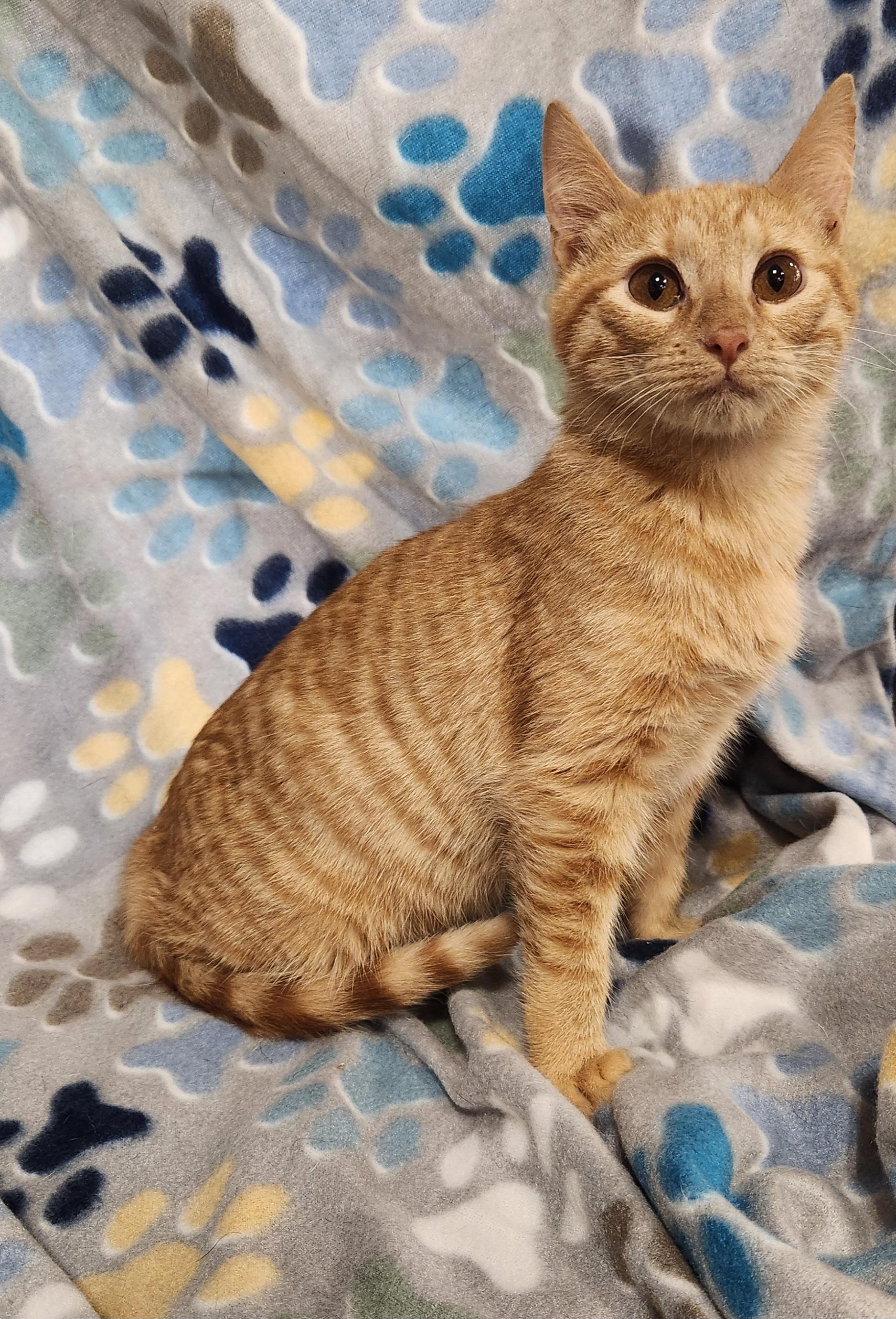 Enlarge Frank-N , a ADOPTABLE Domestic Short Hair in Baton Rouge, LA image 4/5