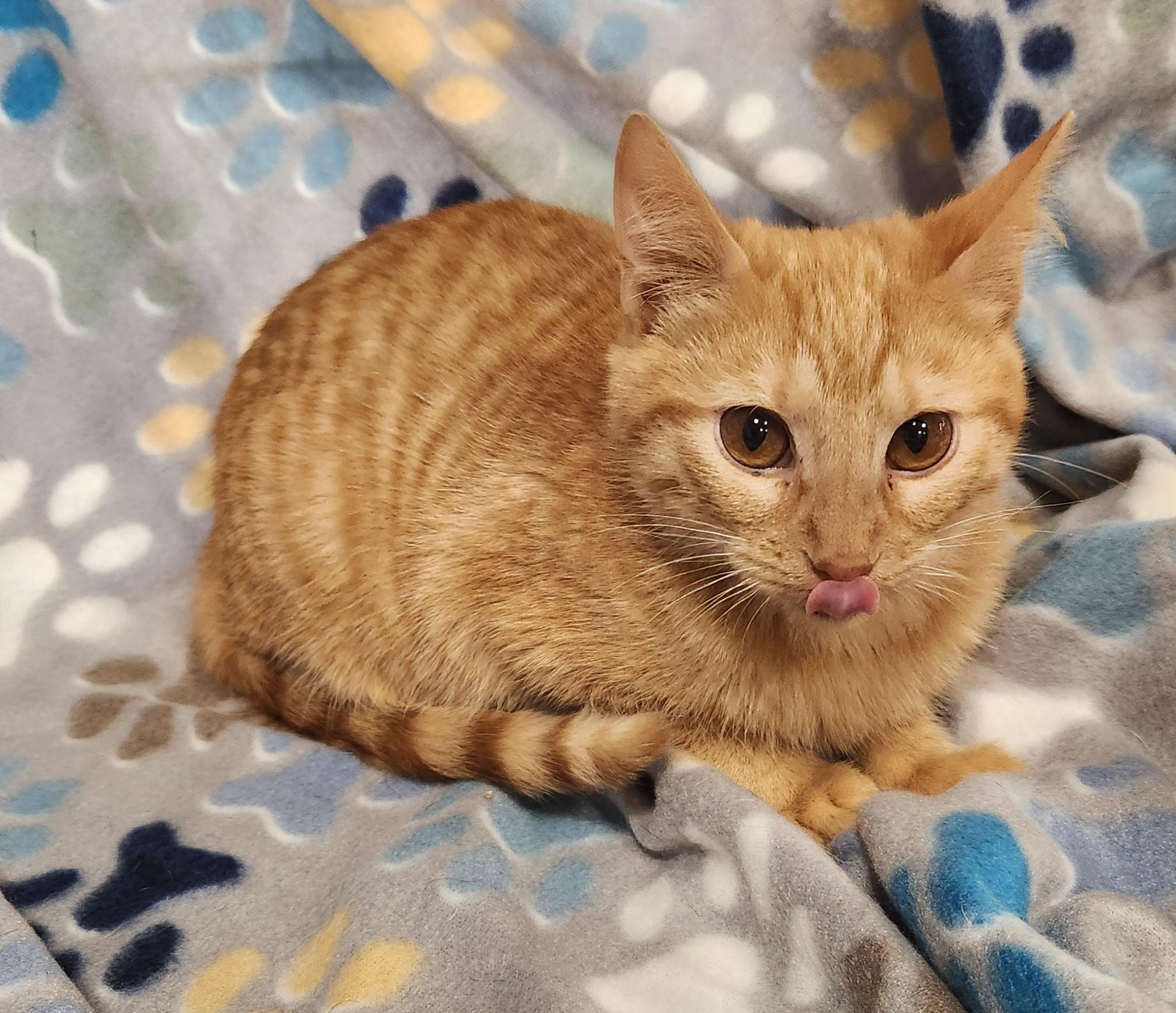 Enlarge Frank-N , a ADOPTABLE Domestic Short Hair in Baton Rouge, LA image 2/5