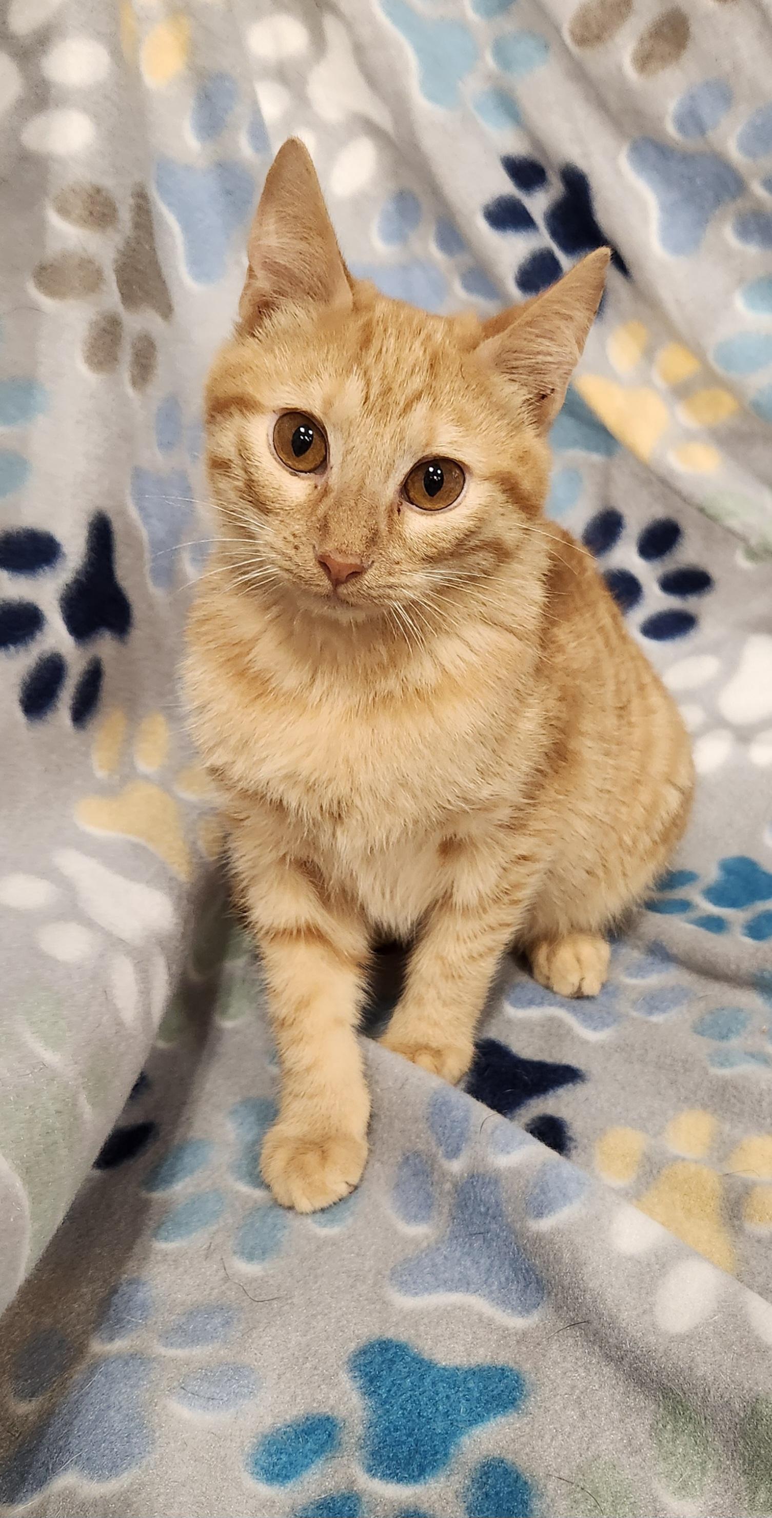 Enlarge Frank-N , a ADOPTABLE Domestic Short Hair in Baton Rouge, LA image 1/5