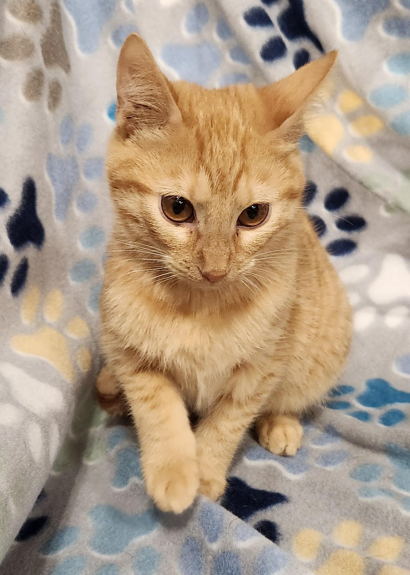 Enlarge Frank-N , a ADOPTABLE Domestic Short Hair in Baton Rouge, LA image 5/5