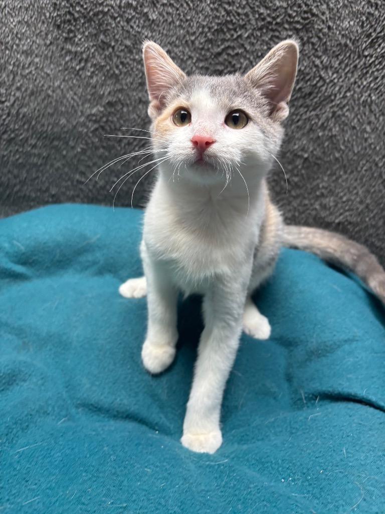 Enlarge Olive, a Adoptable mixed breed in Wabash, IN image 1/1