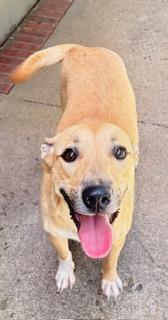 Subwoofer, a ADOPTABLE mixed breed in Mount Juliet, TN image 4/4