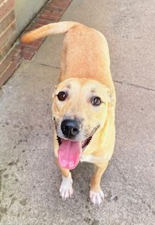 Subwoofer, a ADOPTABLE mixed breed in Mount Juliet, TN image 3/4