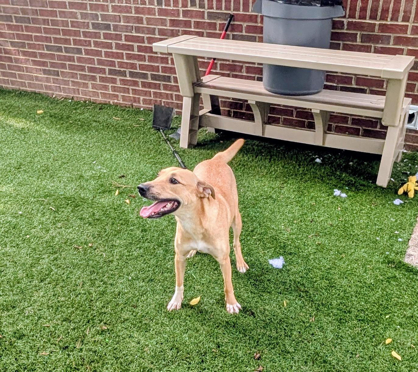 Subwoofer, a ADOPTABLE mixed breed in Mount Juliet, TN image 2/4