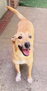 Subwoofer, a ADOPTABLE mixed breed in Mount Juliet, TN image 1/4