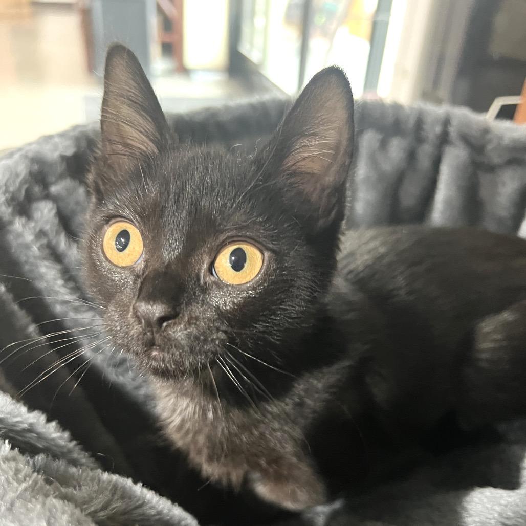 Enlarge Sugar Lump, a Adoptable Domestic Short Hair in Morgan Hill, CA image 1/5