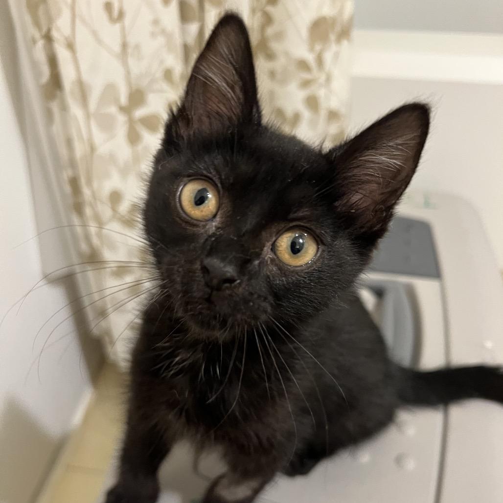 Enlarge Sugar Lump, a Adoptable Domestic Short Hair in Morgan Hill, CA image 2/5