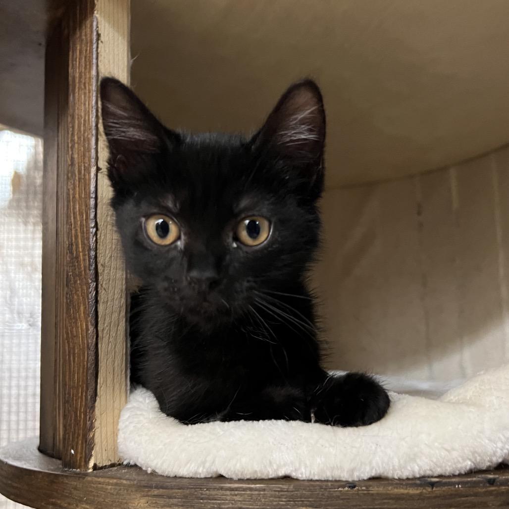 Enlarge Sugar Lump, a Adoptable Domestic Short Hair in Morgan Hill, CA image 3/5
