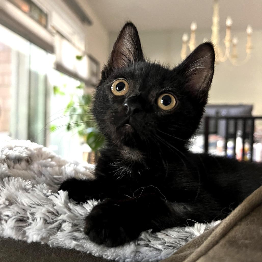 Enlarge Sugar Lump, a Adoptable Domestic Short Hair in Morgan Hill, CA image 4/5