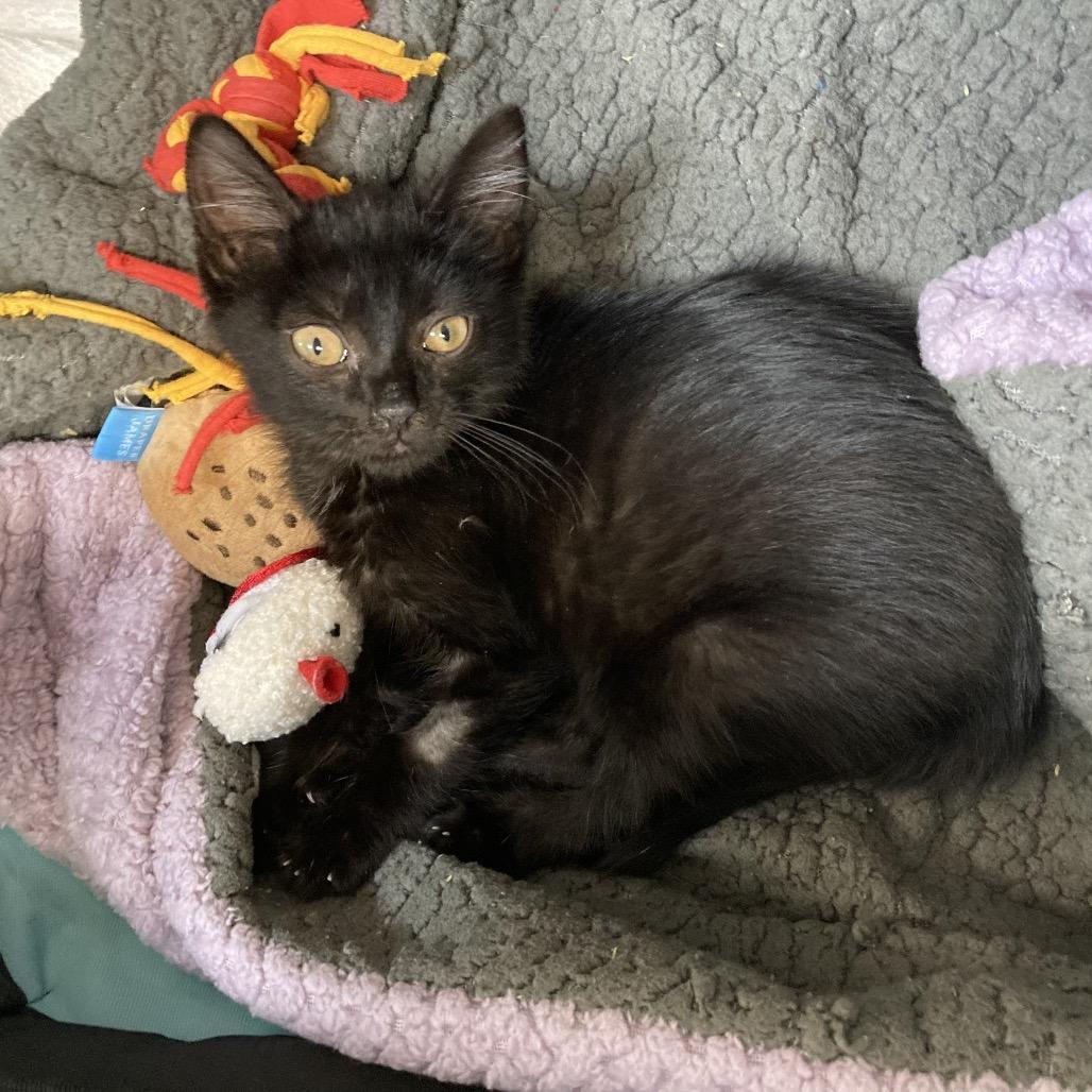 Enlarge Sugar Lump, a Adoptable Domestic Short Hair in Morgan Hill, CA image 5/5