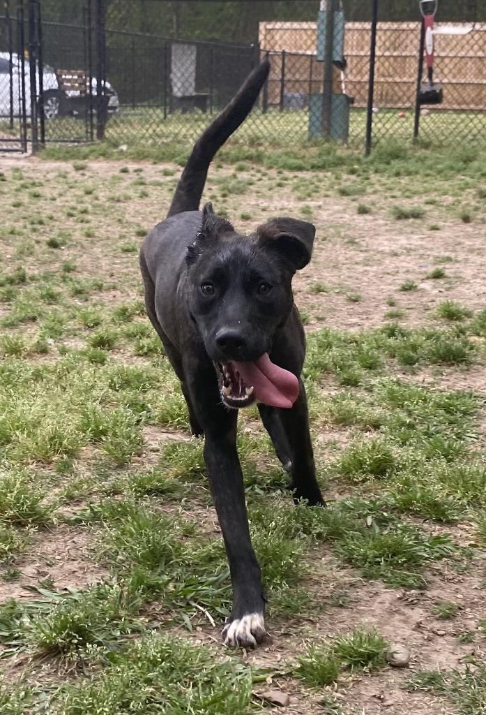 Crispin, Adoptable, Young Male Labrador Retriever.