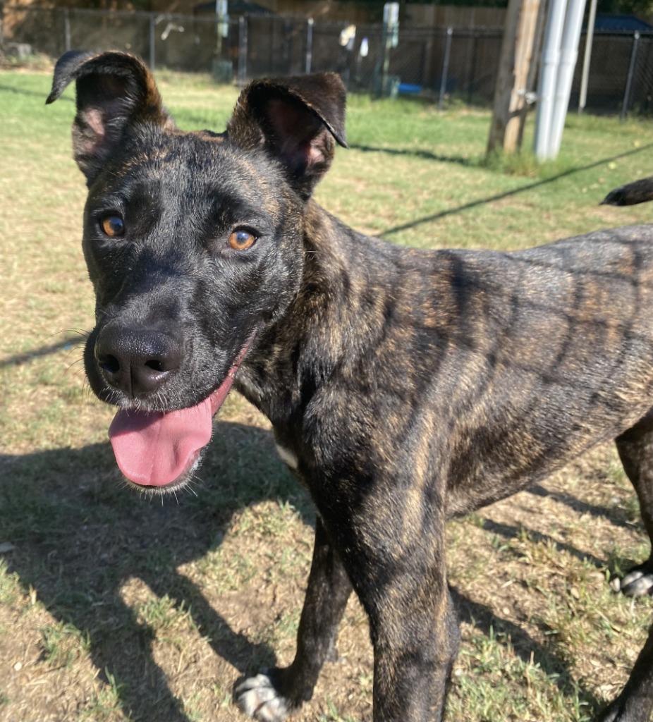 Enlarge Crispin, a Adoptable Labrador Retriever in Little Rock, AR image 2/3