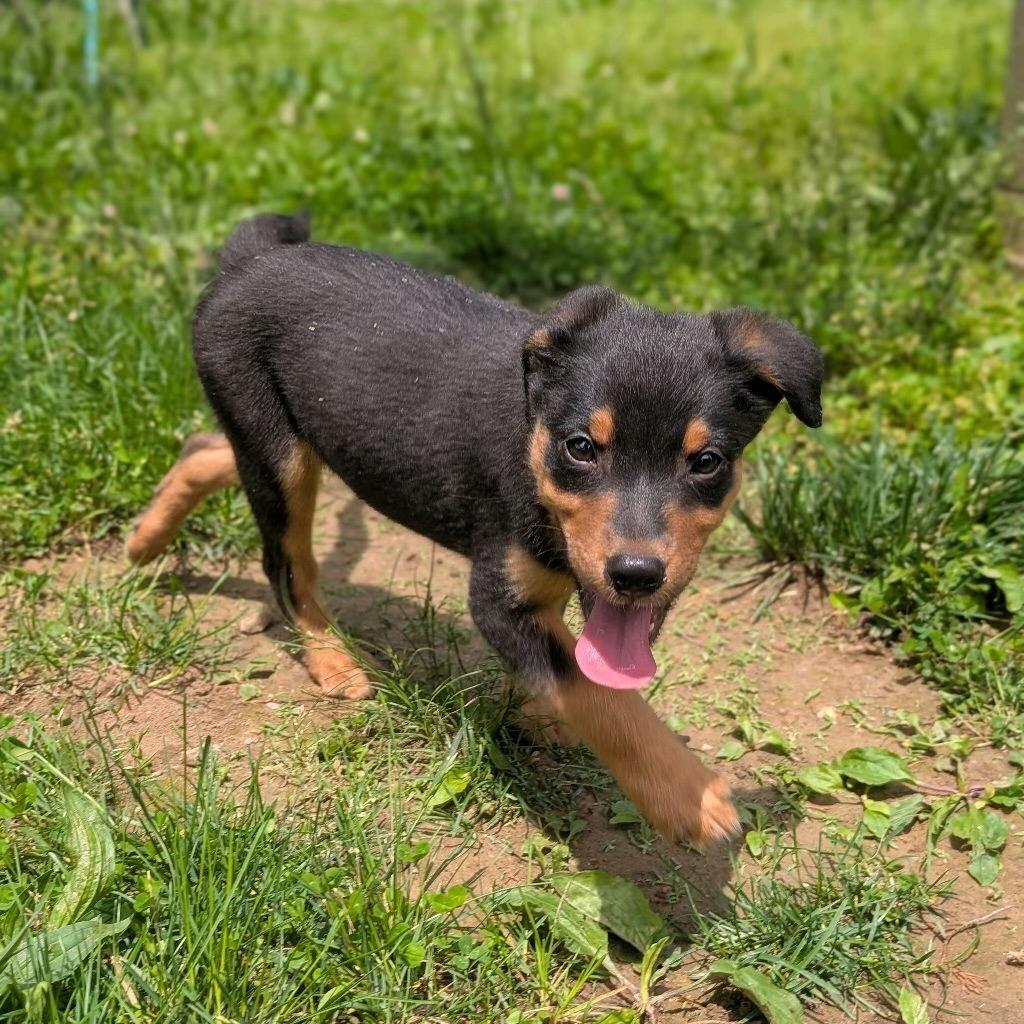 Enlarge ASH, a Adoptable Terrier in La Grange, KY image 1/5