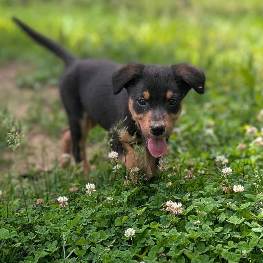 Enlarge ASH, a Adoptable Terrier in La Grange, KY image 2/5