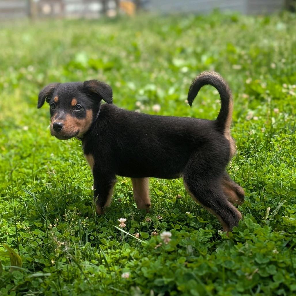 Enlarge ASH, a Adoptable Terrier in La Grange, KY image 3/5