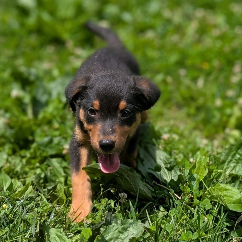 Enlarge ASH, a Adoptable Terrier in La Grange, KY image 5/5