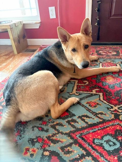 Enlarge SALLY - super smart girl, a ADOPTABLE mixed breed in East Brunswick, NJ image 3/5