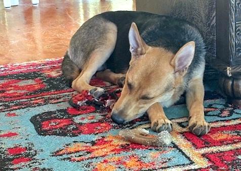 Enlarge SALLY - super smart girl, a ADOPTABLE mixed breed in East Brunswick, NJ image 2/5