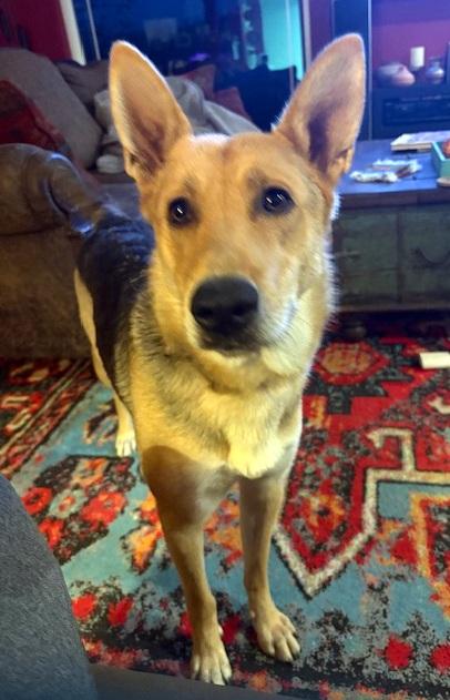 Enlarge SALLY - super smart girl, a ADOPTABLE mixed breed in East Brunswick, NJ image 5/5